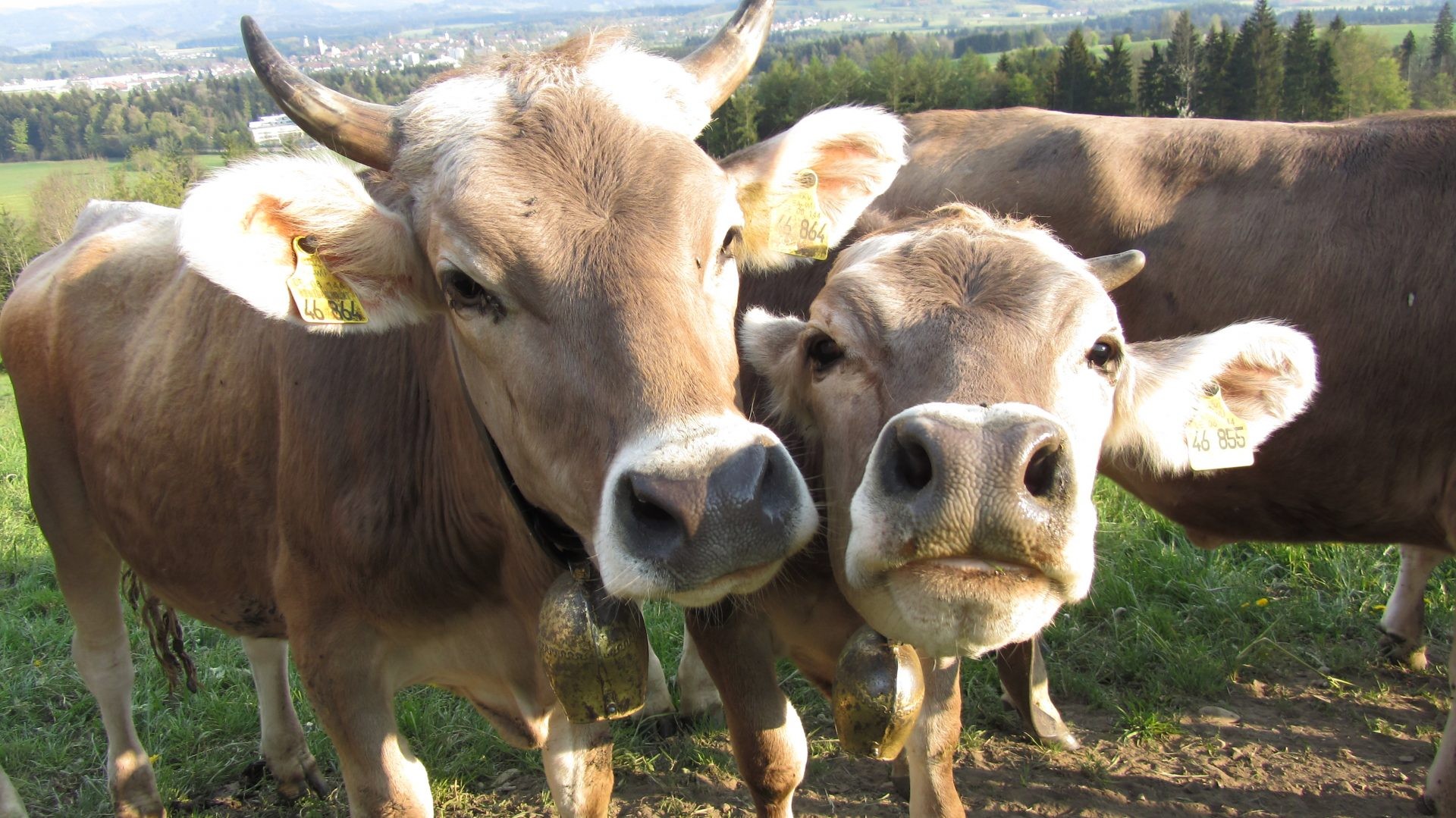 Zwei neugierige Braunvieh-Kühe mit Glocken auf einer Weide oberhalb von Isny.