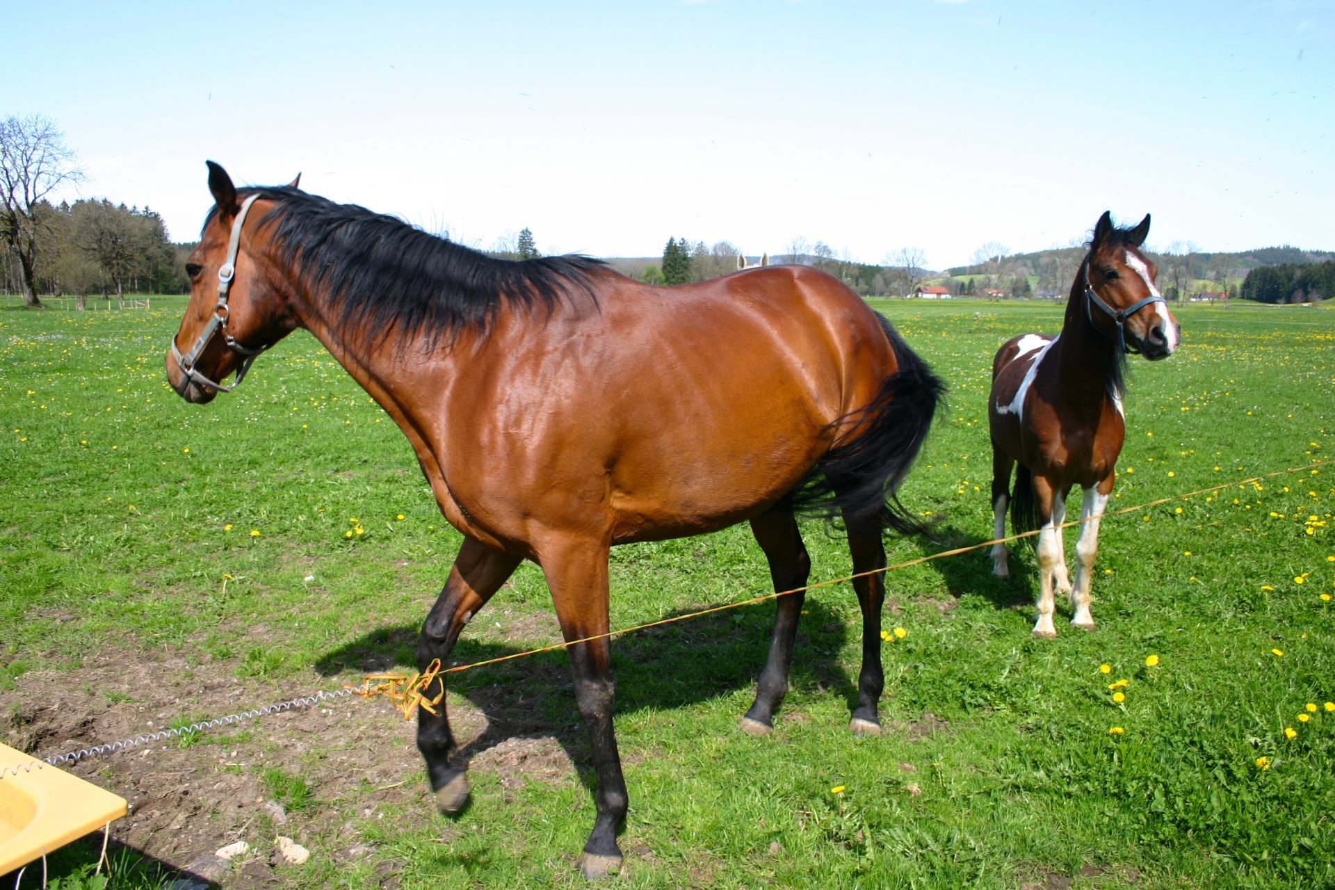 Ein braunes Pferd und ein braun-weiß geschecktes Pferd stehen auf der Frühlingsweide.