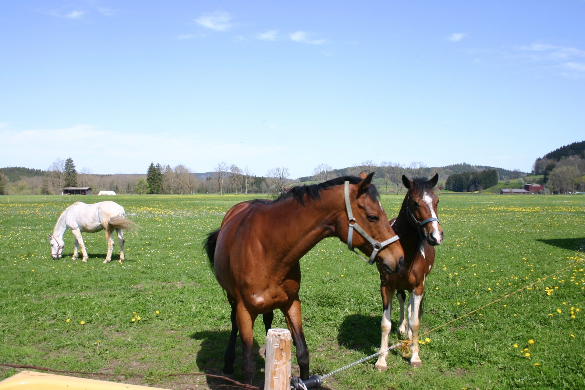 Ein braunes Pferd und ein Schecke am Weidezaun, im Hintergrund grast ein Schimmel.