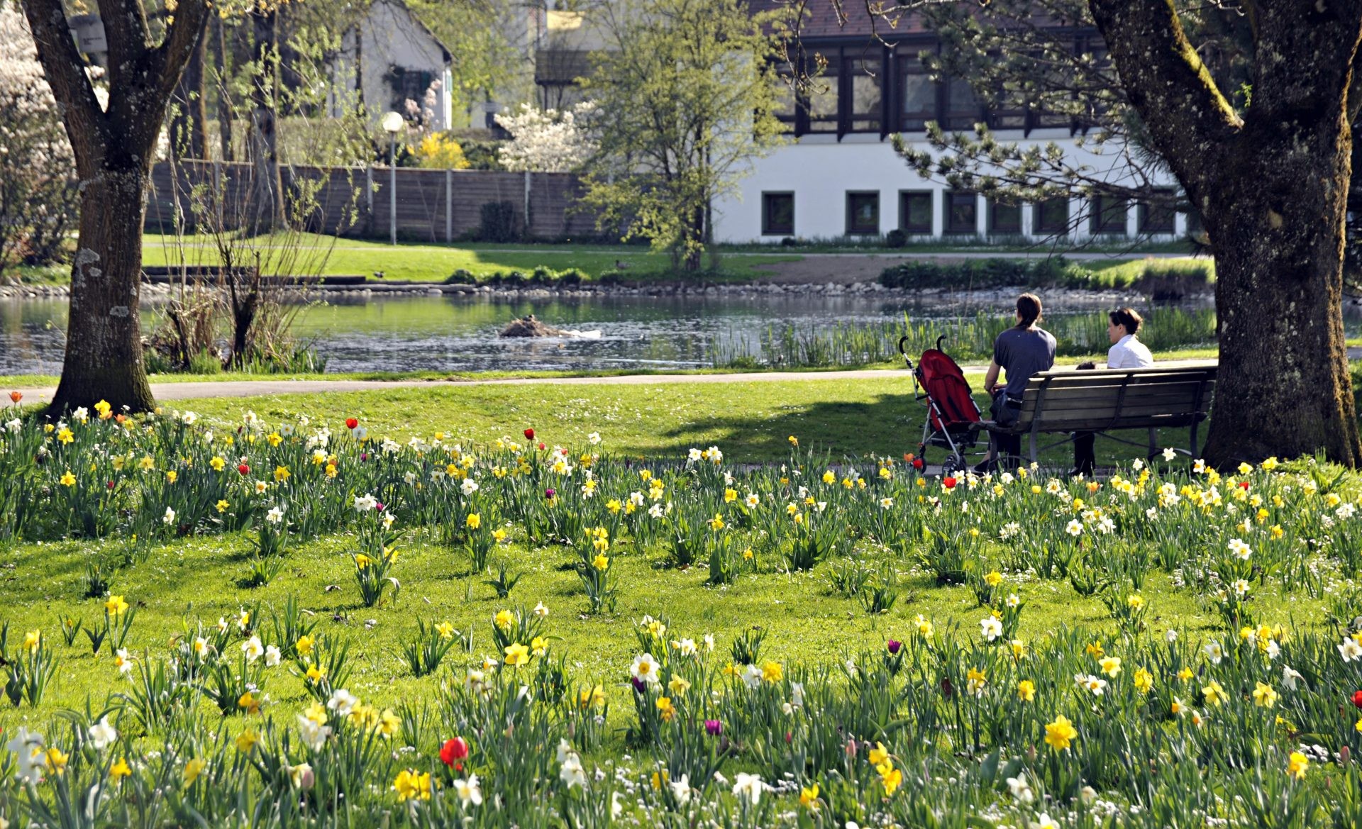 Ein Park in Isny mit Weiher und Narzissenwiese, auf einer Bank sitzt ein Paar mit Kinderwagen.