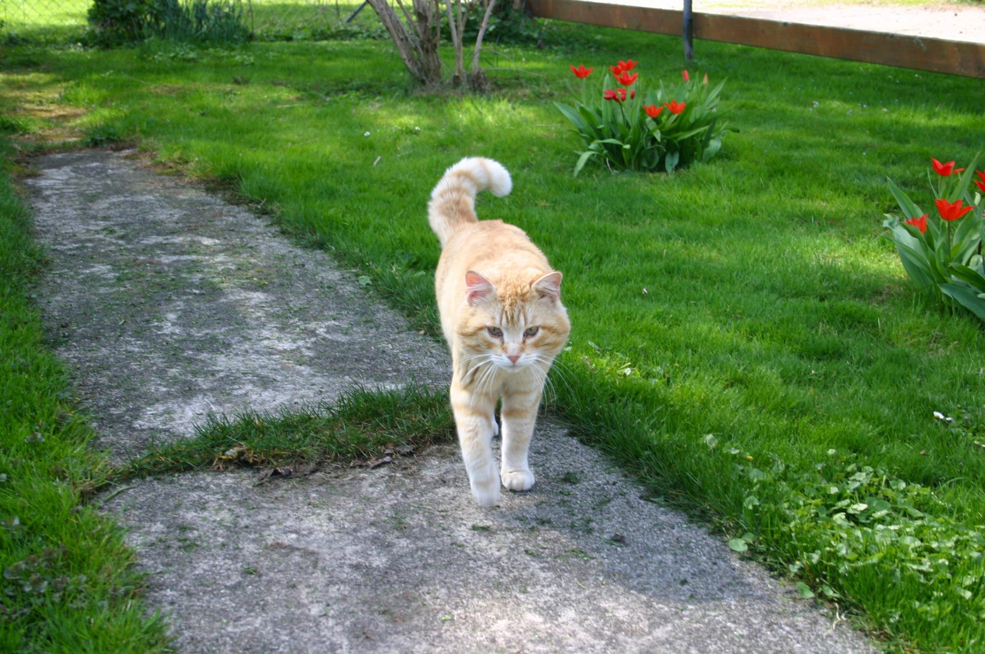 Eine rot getigerte Katze läuft auf einem Gartenweg zwischen Wiese und Tulpen.