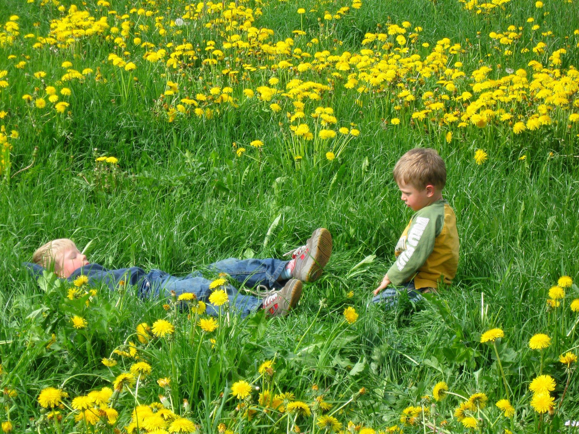 Zwei kleine Jungen ruhen sich in einer Wiese voller Löwenzahn aus.