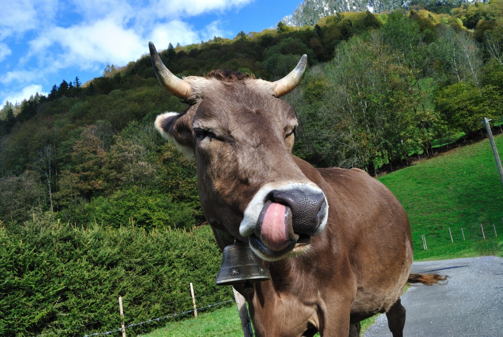Eine braune Kuh mit Hörnern und Glocke leckt sich über die Nase.