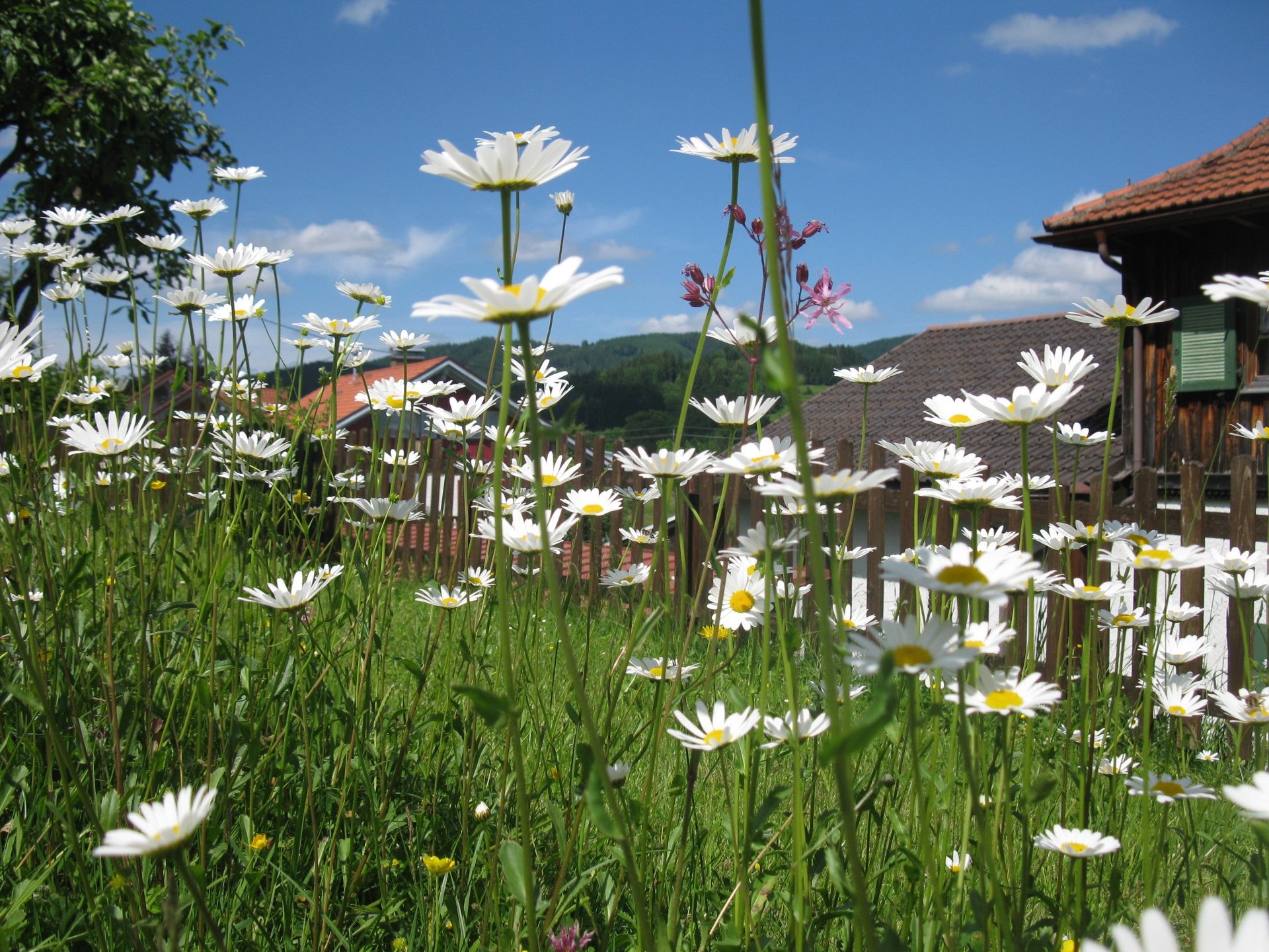 Eine blühende Margeritenwiese vor einem Holzzaun und einem alten Bauernhaus.